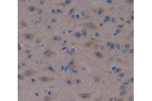 IHC-P analysis of Mouse Tissue, with DAB staining. (PEBP1 抗体  (AA 2-187))