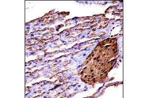 Mouse Map3k2 (N-term) ((ABIN657838 and ABIN2846800))immunohistochemistry analysis in formalin fixed and paraffin embedded mouse pancreas tissue followed by peroxidase conjugation of the secondary antibody and DAB staining. (MAP3K2 抗体  (N-Term))