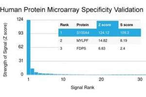 Analysis of HuProt(TM) microarray containing more than 19,000 full-length human proteins using S100A4 antibody (clone S100A4/1481). (s100a4 抗体)