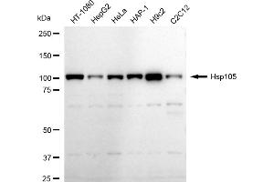 Western blotting analysis using Hsp105 antibody (ABIN7798839). (Recombinant HSPH1 抗体)