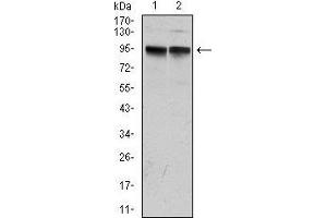 Western Blotting (WB) image for anti-Potassium Voltage-Gated Channel, KQT-Like Subfamily, Member 1 (KCNQ1) antibody (ABIN969227)