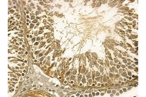 URG4 Mouse Monoclonal Antibody at 1/100 staining rat testis tissue by IHC-P. (URGCP 抗体)