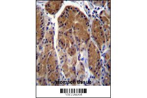 TSSK6 Antibody immunohistochemistry analysis in formalin fixed and paraffin embedded human stomach tissue followed by peroxidase conjugation of the secondary antibody and DAB staining. (TSSK6 抗体  (C-Term))