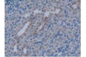 IHC-P analysis of Rat Kidney Tissue, with DAB staining. (Aquaporin 4 抗体  (AA 179-314))