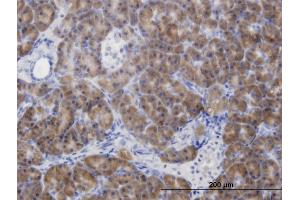 Immunoperoxidase of monoclonal antibody to CBS on formalin-fixed paraffin-embedded human pancreas. (CBS 抗体  (AA 1-100))