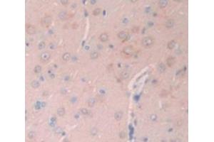 IHC-P analysis of Rat Tissue, with DAB staining. (GNRH1 抗体  (AA 25-92))