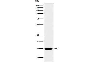 anti-H3C1 (H3K122fo) antibody