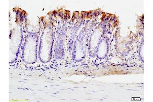 Formalin-fixed and paraffin embedded mouse intestine labeled with Anti-SUMO 1 Polyclonal Antibody, Unconjugated (ABIN687397) at 1:200 followed by conjugation to the secondary antibody and DAB staining. (SUMO1 抗体  (AA 21-101))
