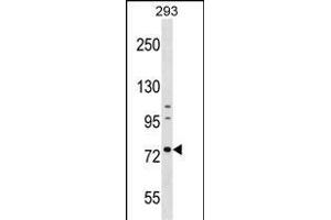 RNPEP Antibody (Center) (ABIN1538377 and ABIN2848965) western blot analysis in 293 cell line lysates (35 μg/lane). (RNPEP 抗体  (AA 381-411))