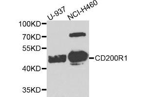 Western blot analysis of extract of U937 and NCIH460 cells, using CD200R1 antibody. (CD200R1 抗体)