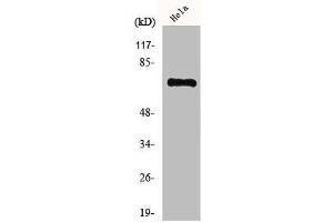 Western Blot analysis of COLO205 cells using HKR1 Polyclonal Antibody (HKR1 抗体  (Internal Region))