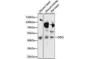 Western blot analysis of extracts of various cell lines, using DDO antibody (ABIN6291977) at 1:1000 dilution. (DDO 抗体)