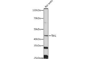 Western blot analysis of extracts of Rat testis, using TI antibody (2517) at 1:1000 dilution. (TIA1 抗体  (AA 1-193))