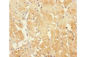 Immunohistochemistry of paraffin-embedded human heart tissue using ABIN7156979 at dilution of 1:100 (RABL5 抗体  (AA 1-185))
