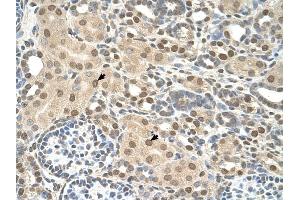 TMEM30A antibody was used for immunohistochemistry at a concentration of 4-8 ug/ml to stain Epithelial cells of renal tubule (arrows) in Human Kidney. (TMEM30A 抗体  (N-Term))