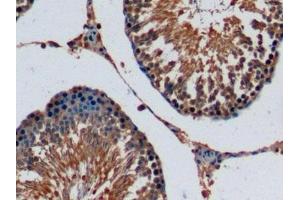 Detection of FGF15 in Rat Testis Tissue using Monoclonal Antibody to Fibroblast Growth Factor 15 (FGF15) (FGF15 抗体  (AA 25-218))