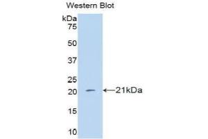Western blot analysis of the recombinant protein. (IFNA4 抗体  (AA 10-163))