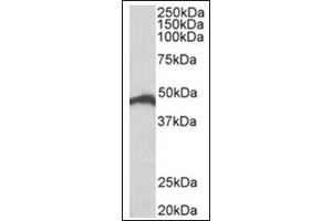 Staining of Jurkat lysate (35µg protein in RIPA buffer) using IRF4 antibody at 0. (IRF4 抗体  (C-Term))