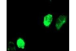 Anti-ADIPOQ mouse monoclonal antibody (ABIN2455201) immunofluorescent staining of COS7 cells transiently transfected by pCMV6-ENTRY ADIPOQ (RC215161). (ADIPOQ 抗体  (AA 19-244))