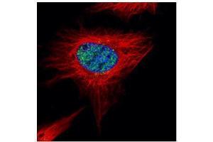 ICC/IF Image Confocal immunofluorescence analysis (Olympus FV10i) of paraformaldehyde-fixed HeLa, using POLR3A, antibody (Green) at 1:500 dilution. (POLR3A 抗体  (N-Term))