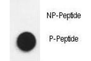 Dot blot analysis of phospho-Nephrin antibody.
