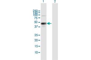 Western Blot analysis of HS3ST3A1 expression in transfected 293T cell line by HS3ST3A1 MaxPab polyclonal antibody. (HS3ST3A1 抗体  (AA 1-406))