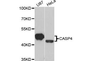 Western blot analysis of extracts of various cell lines, using CASP4 antibody (ABIN2561576) at 1:1000 dilution. (Caspase 4 抗体)