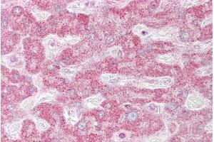 Immunohistochemistry with Liver tissue at an antibody concentration of 10µg/ml using anti-INSIG1 antibody (ARP40159_P050) (INSIG1 抗体  (Middle Region))