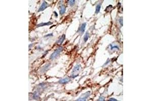 Image no. 2 for anti-ISG15 Ubiquitin-Like Modifier (ISG15) (AA 39-68), (N-Term) antibody (ABIN356679) (ISG15 抗体  (N-Term))