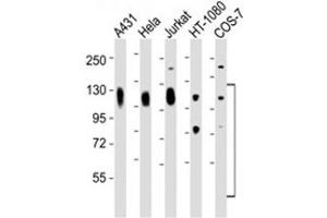 Western blot testing of LAMP antibody at 1:2000 dilution.
