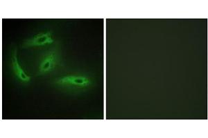 Immunofluorescence analysis of HeLa cells, using CDKL4 antibody. (CDKL4 抗体  (C-Term))