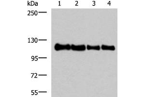 Western blot analysis of 293T HEPG2 Hela and TM4 cell lysates using TRIM28(phospho-Ser824) Polyclonal Antibody at dilution of 1:1000