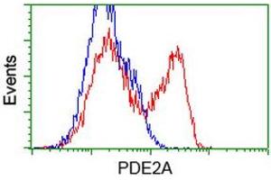 HEK293T cells transfected with either RC207219 overexpress plasmid (Red) or empty vector control plasmid (Blue) were immunostained by anti-PDE2A antibody (ABIN2454182), and then analyzed by flow cytometry. (PDE2A 抗体)