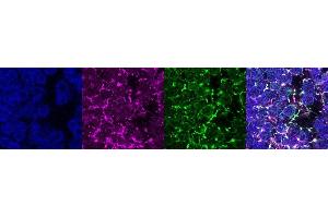 Immunohistochemistry (IHC) image for anti-Coiled-Coil Domain Containing 153 (CCDC153) antibody (ABIN7456205) (CCDC153 抗体)