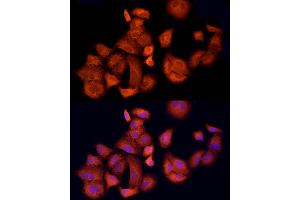 Immunofluorescence analysis of A-549 cells using  Rabbit pAb (ABIN1678685, ABIN3015308, ABIN3015309 and ABIN6213977) at dilution of 1:150 (40x lens). (APAF1 抗体  (AA 1-250))