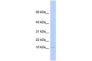 PLAC9 antibody used at 1 ug/ml to detect target protein. (PLAC9 抗体  (Middle Region))