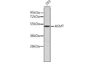 Western blot analysis of extracts of 293 cells, using ASMT antibody (ABIN6134465, ABIN6137204, ABIN7101384 and ABIN7101385). (ASMT 抗体)