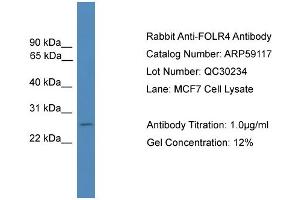 WB Suggested Anti-FOLR4  Antibody Titration: 0. (Folate Receptor 4 抗体  (Middle Region))