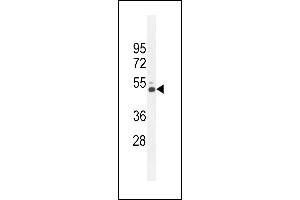 CRFR2 Antibody (D35) (ABIN655389 and ABIN2844937) western blot analysis in K562 cell line lysates (35 μg/lane). (CRHR2 抗体  (AA 10-39))