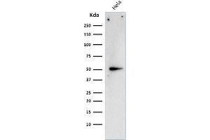 Western Blot Analysis of HeLa cell lysate using Cyclin A2 Mouse Monoclonal Antibody (E67). (Cyclin A 抗体)