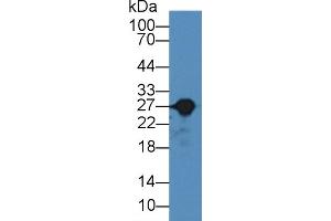 Western Blot; Sample: Rat Liver lysate; Primary Ab: 2µg/mL Rabbit Anti-Rat GSTa3 Antibody Second Ab: 0. (GSTA3 抗体  (AA 1-221))