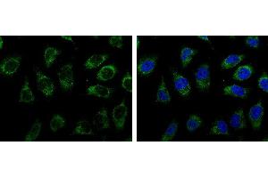 Immunofluorescence (IF) image for anti-Triosephosphate Isomerase 1 (TPI1) (C-Term) antibody (ABIN2855867)
