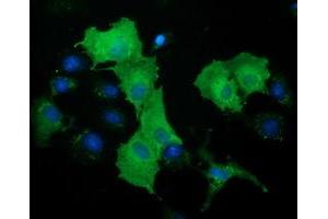 Immunofluorescence (IF) image for anti-DnaJ (Hsp40) Homolog, Subfamily A, Member 2 (DNAJA2) antibody (ABIN1497863) (DNAJA2 抗体)
