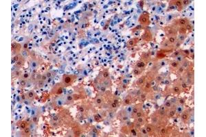 Immunohistochemistry (IHC) image for anti-Arginase (ARG) (AA 1-322) antibody (ABIN7426190)