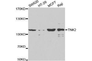 Western blot analysis of extracts of various cell lines, using TNK2 antibody. (TNK2 抗体  (AA 70-385))