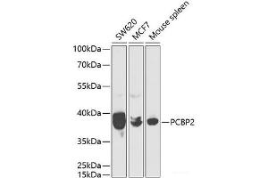 Western blot analysis of extracts of various cell lines using PCBP2 Polyclonal Antibody at dilution of 1:1000. (PCBP2 抗体)