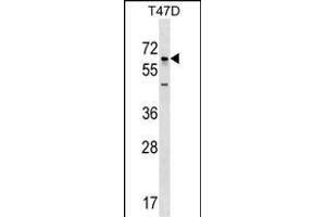 GBP5 Antibody (N-term) (ABIN1539053 and ABIN2848900) western blot analysis in T47D cell line lysates (35 μg/lane). (GBP5 抗体  (N-Term))