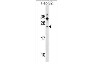 Western blot analysis in HepG2 cell line lysates (35ug/lane). (SHISA5 抗体  (AA 75-102))
