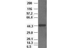 CK19 antibody (2F8) at 1:2500 + HepG2 cell lysate (Cytokeratin 19 抗体  (AA 240-390))