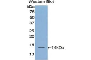Western Blotting (WB) image for anti-FK506 Binding Protein 1A, 12kDa (FKBP1A) (AA 2-108) antibody (ABIN1858894) (FKBP1A 抗体  (AA 2-108))